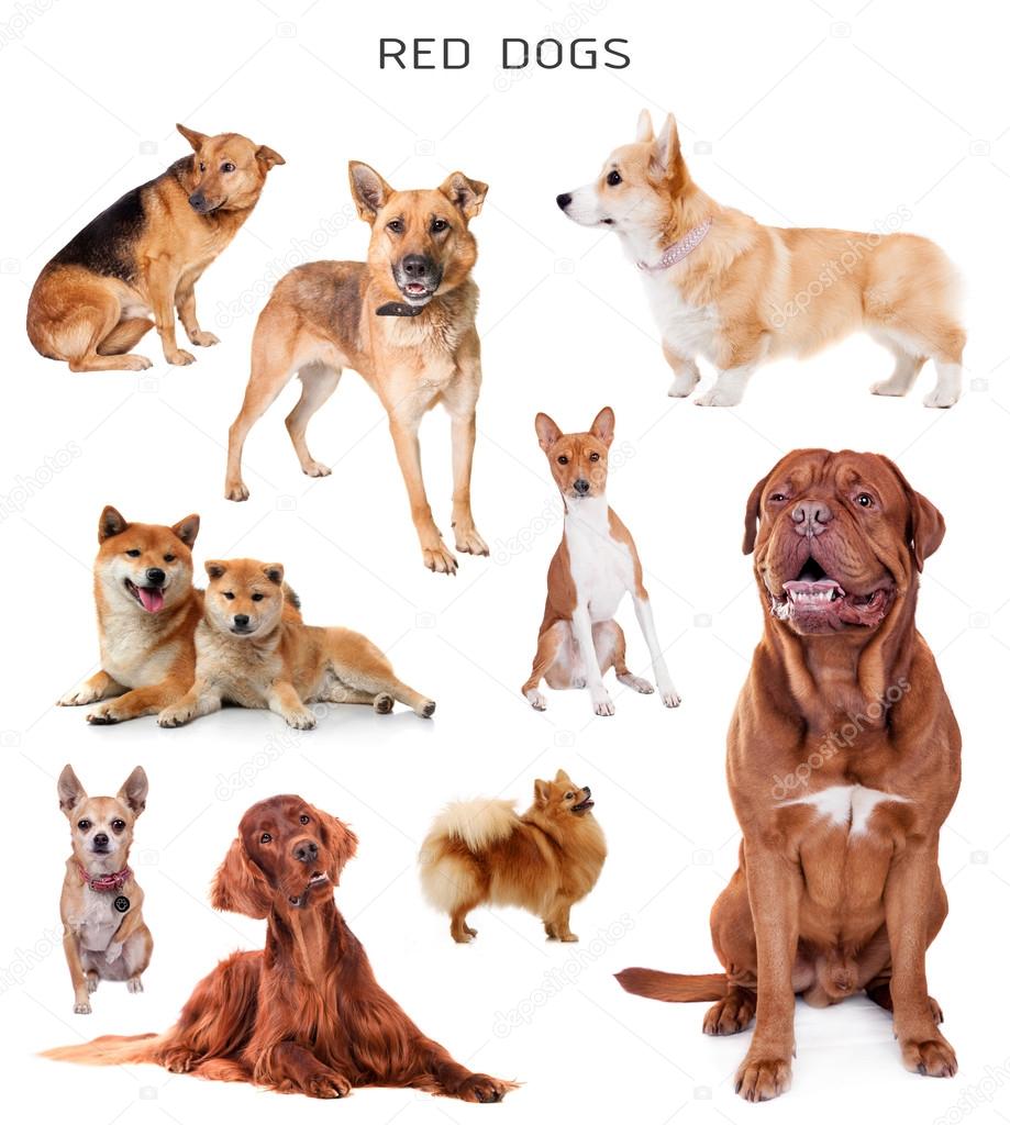 Red dogs set — Stock Photo © Farinosa 121192038