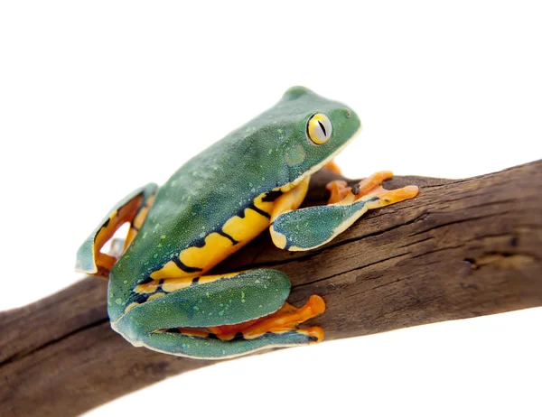 Het prachtige blad kikker op wit — Stockfoto