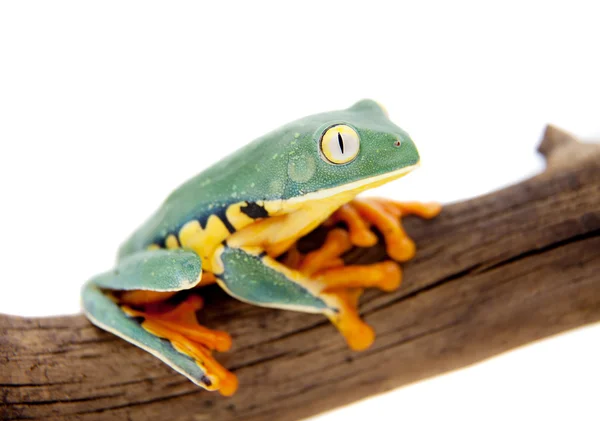 La splendide grenouille des feuilles sur blanc — Photo