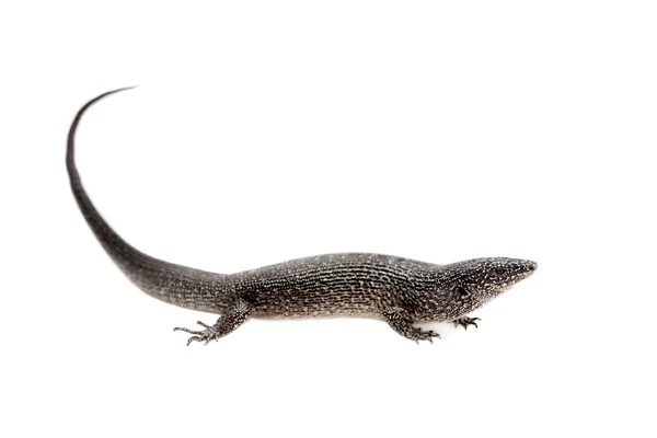 The dotted or malpelo galliwasp on white — Stock Photo, Image