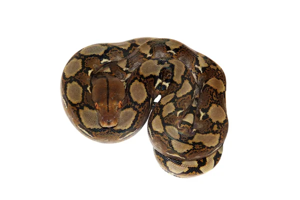 Reticulated Python on white background — Stock Photo, Image