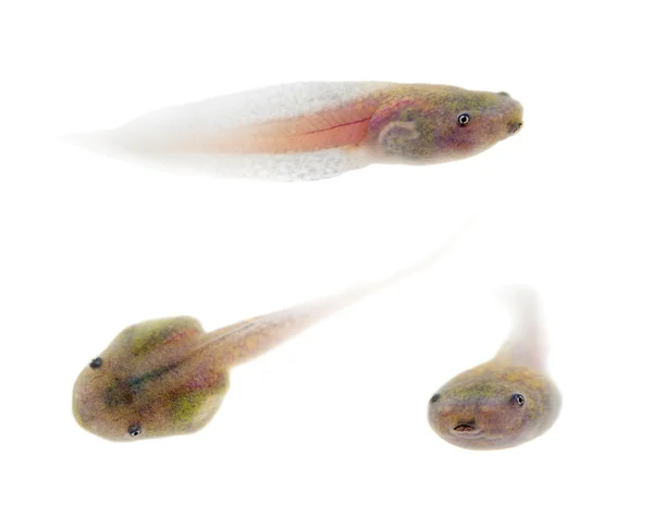 The fringe tree frogs tadpole on white — Stock Photo, Image