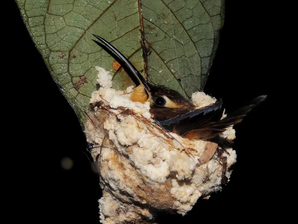 Yetişkin sinek kuşu sit yuvaya — Stok fotoğraf