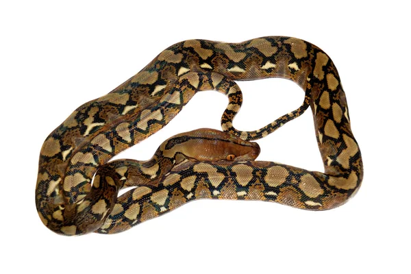 白色背景上的网状的蟒蛇 — 图库照片