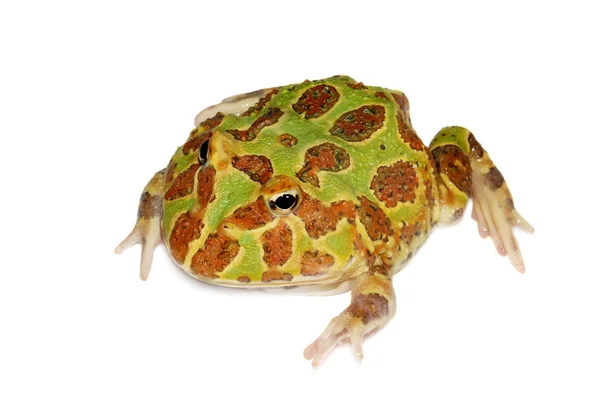 Argentinské rohatou žába izolovaných na bílém — Stock fotografie