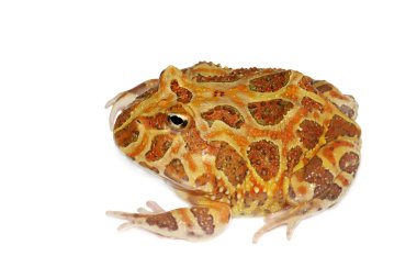 Beyaz izole Arjantinli boynuzlu kurbağa