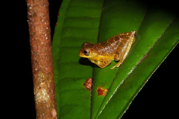 Dendrosophus sp. croacking w nocy — Zdjęcie stockowe