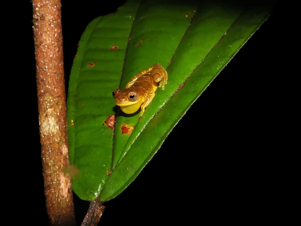 Dendrosophus sp. croacking en la noche —  Fotos de Stock