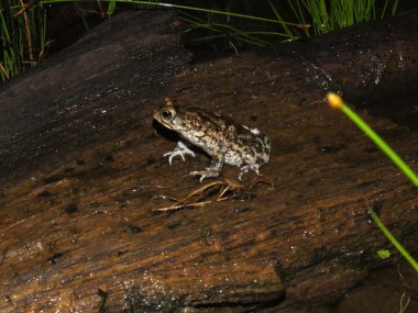 Geceleri taneli kurbağa