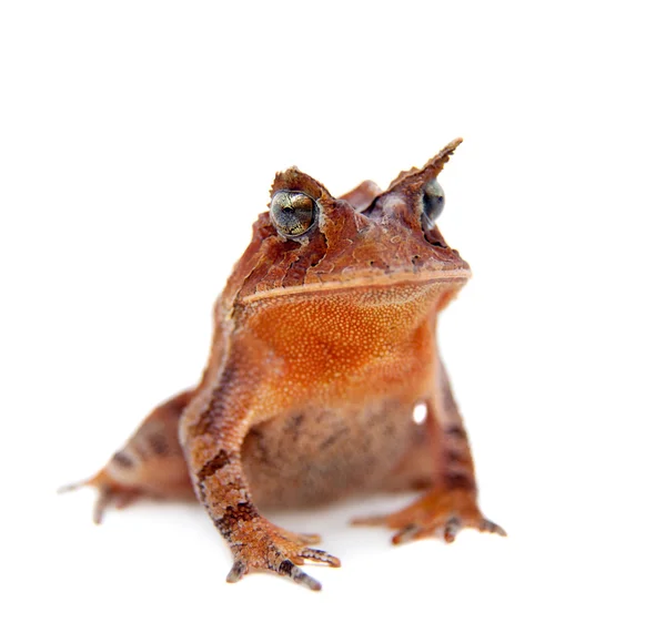 Черрадо-жаба на белом — стоковое фото