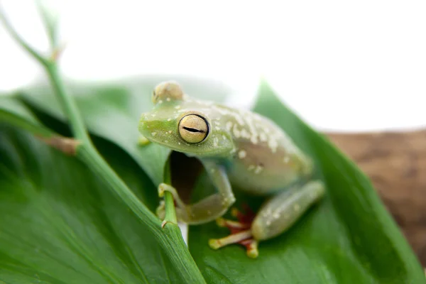 The Canal Zone tree frog on white — Stock Photo, Image