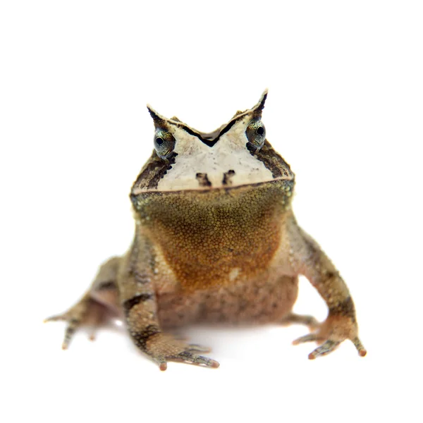 Серрадо жаба на білому — стокове фото