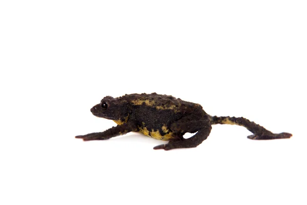 The Guacamayo Plump Toad on white — Stock Photo, Image