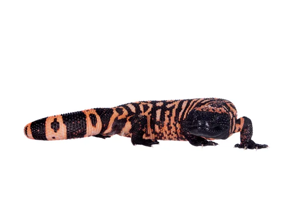 希拉毒蜥上白色孤立 — 图库照片