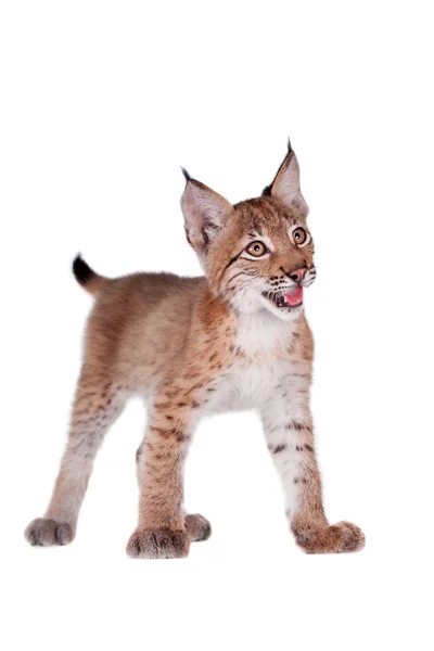 Euraziatische Lynx cub op wit — Stockfoto
