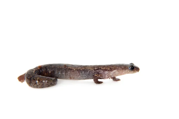 Hartwegs kletternder Salamander auf Weiß — Stockfoto