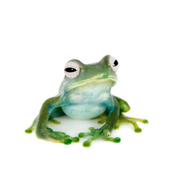 Emerald Tree frog on white background — Stock Photo, Image
