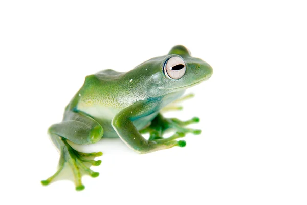 Sapo-de-árvore-esmeralda sobre fundo branco — Fotografia de Stock