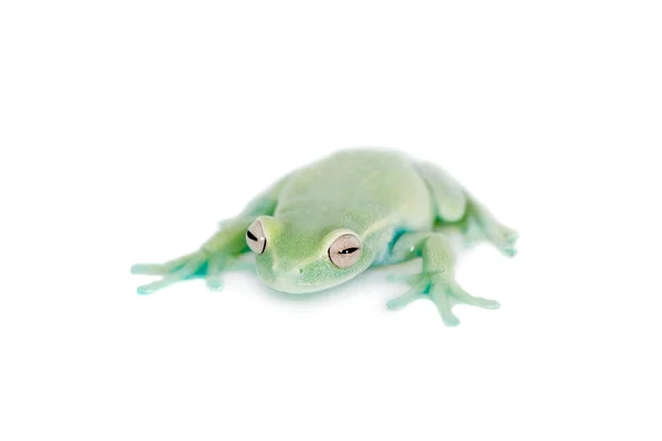 Alytolyla treefrog на белом — стоковое фото