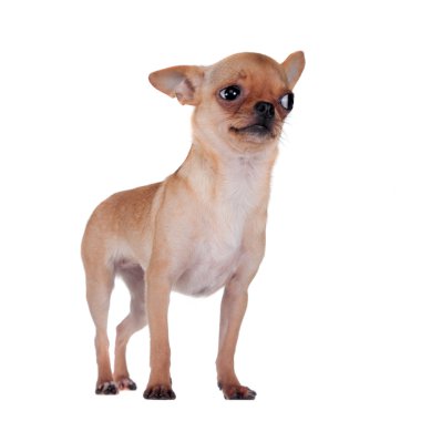Chihuahua, 7 ay beyaz arka plan üzerinde eski,