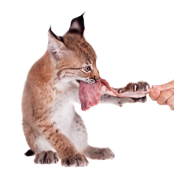 Eurasian Lynx cub on white — Stock Photo, Image