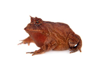 Cerrado kurbağa beyaz