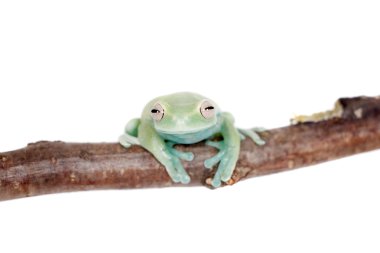 Alytolyla treefrog beyaz