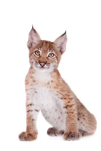 Eurasian Lynx cub on white — Stock Photo, Image