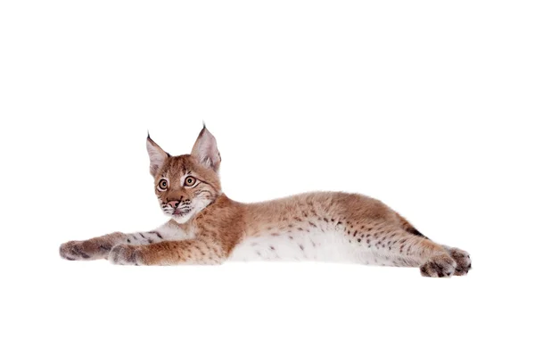 Eurasian Lynx cub on white — Stock Photo, Image