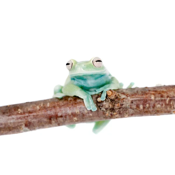 Alytolyla treefrog на белом — стоковое фото