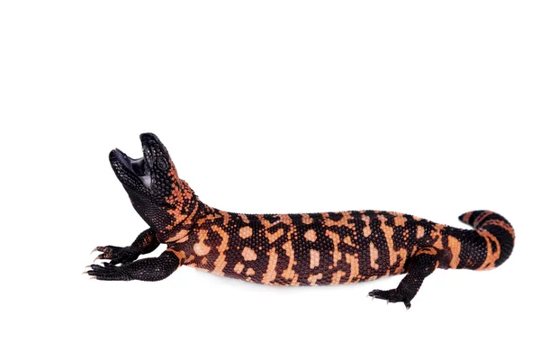 Gila Monster na białym tle — Zdjęcie stockowe