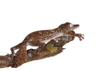Giant leaf tailed gecko on white clipart