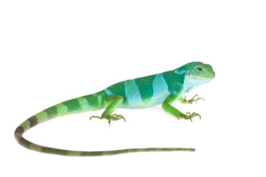 Fiji şeritli iguana beyaz