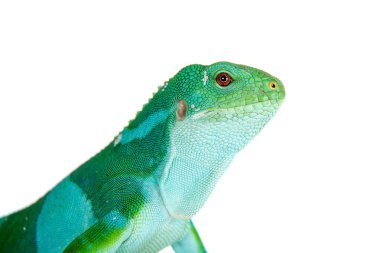 Fiji şeritli iguana beyaz
