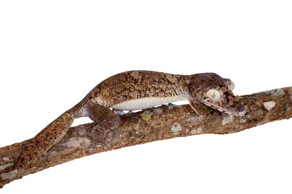 Jättelika blad tailed gecko på vit — Stockfoto