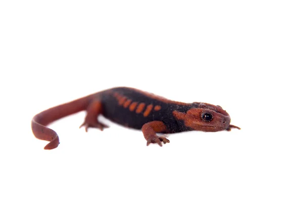 The emperor newt on white — Stock Photo, Image