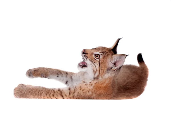 Eurasian Lynx cub on white — Stock Photo, Image