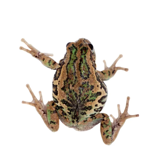 Riobamba torbacz żaba na białym — Zdjęcie stockowe