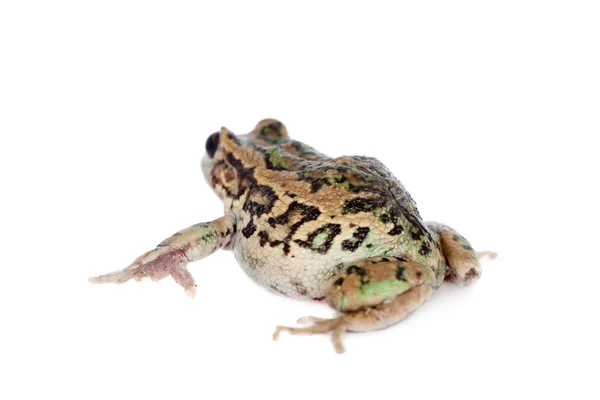 Riobamba marsupial frog on white — Stock Photo, Image