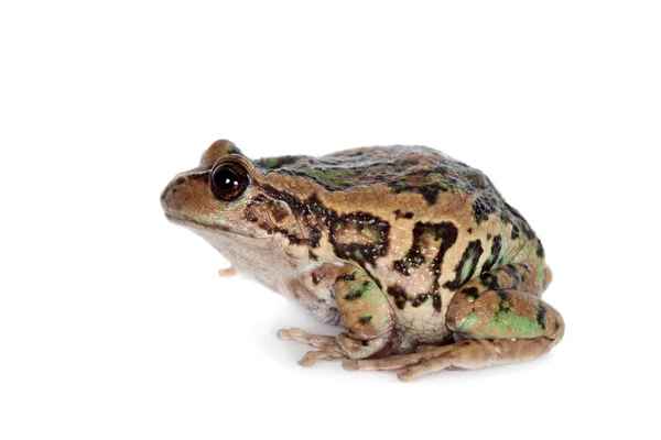 Riobamba marsupial frog on white — Stock Photo, Image