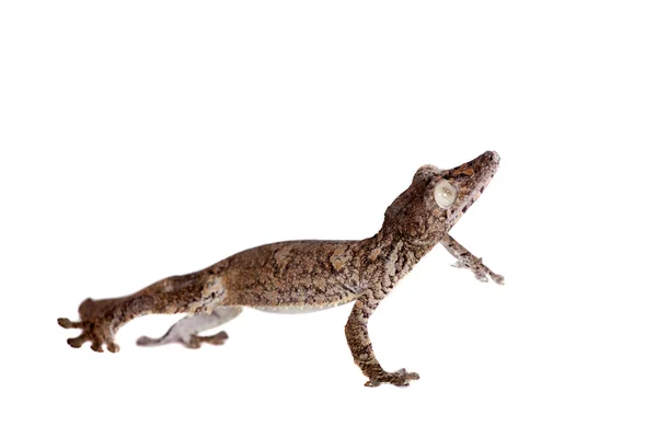 Olbrzymie liści tailed gecko na białym — Zdjęcie stockowe