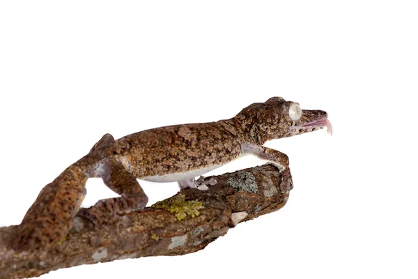 Gecko de cauda de folha gigante em branco — Fotografia de Stock