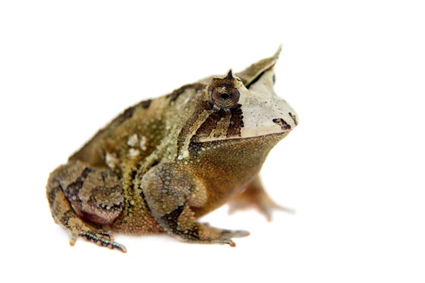 Sapo do Cerrado sobre branco — Fotografia de Stock