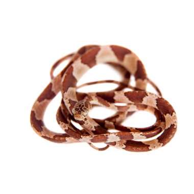 Blunthead ağaç yılan beyaz