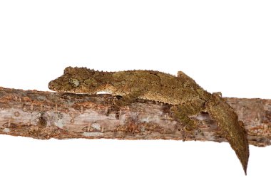 Güney yaprak kuyruklu gecko beyaz