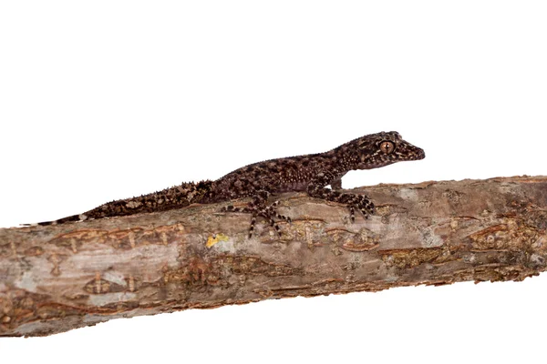 Geckos de cauda de folha australianos em branco — Fotografia de Stock
