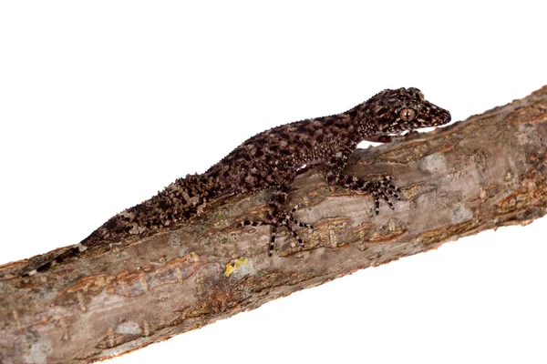 Geckos de cauda de folha australianos em branco — Fotografia de Stock