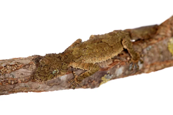 Południowej liści tailed gecko na białym — Zdjęcie stockowe