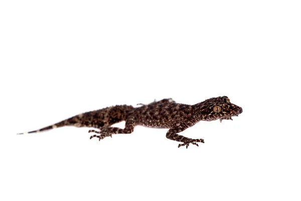 Australský list tailed geckos na bílém — Stock fotografie