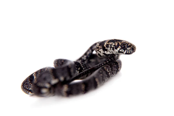 Clouded snake on white — Stock Photo, Image